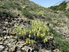 Onosma-polyphylla_Солдатская_стация